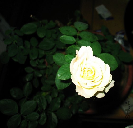 IMG_4749.JPG