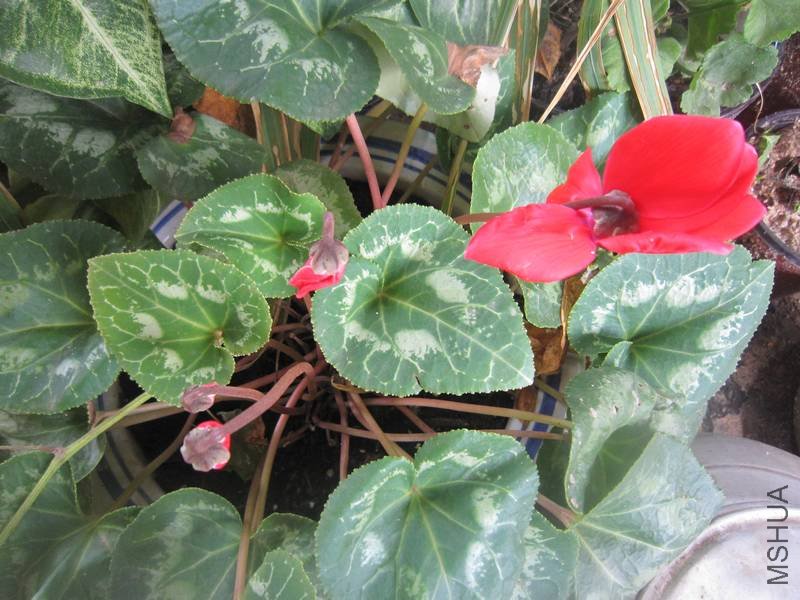 �ɿ���0703��Ƭ 008.jpg