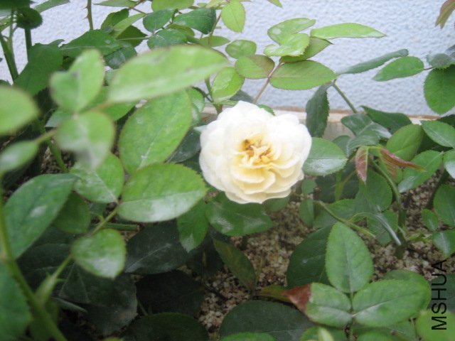 ��Ƭ 1043.jpg
