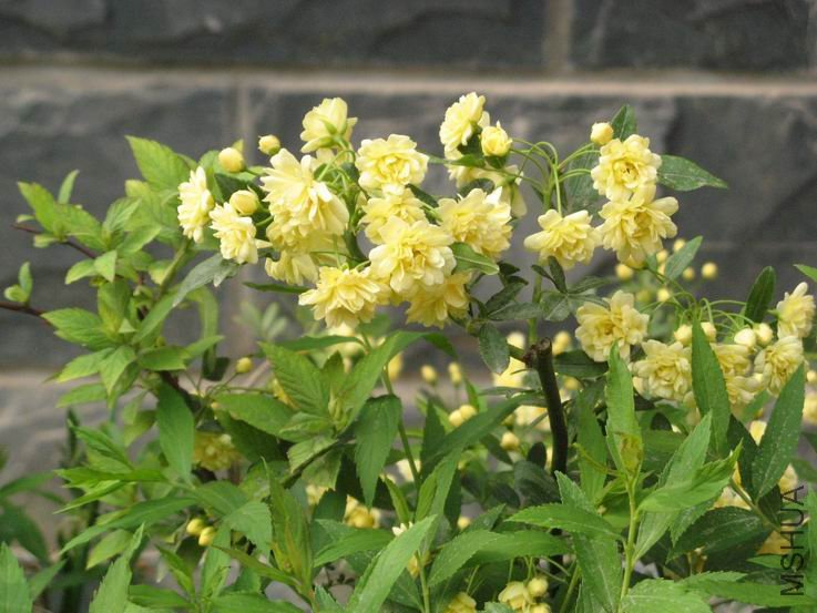 ������С IMG_5005.JPG