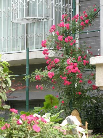 ������С IMG_3507.JPG