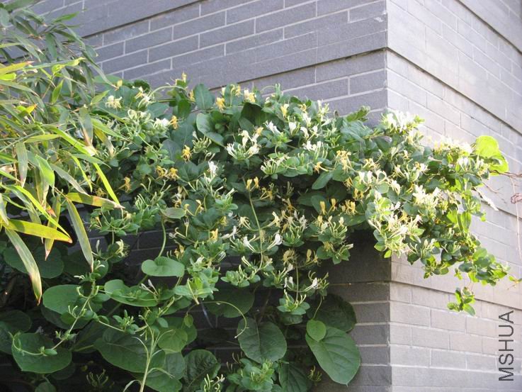 ������С IMG_5601.JPG