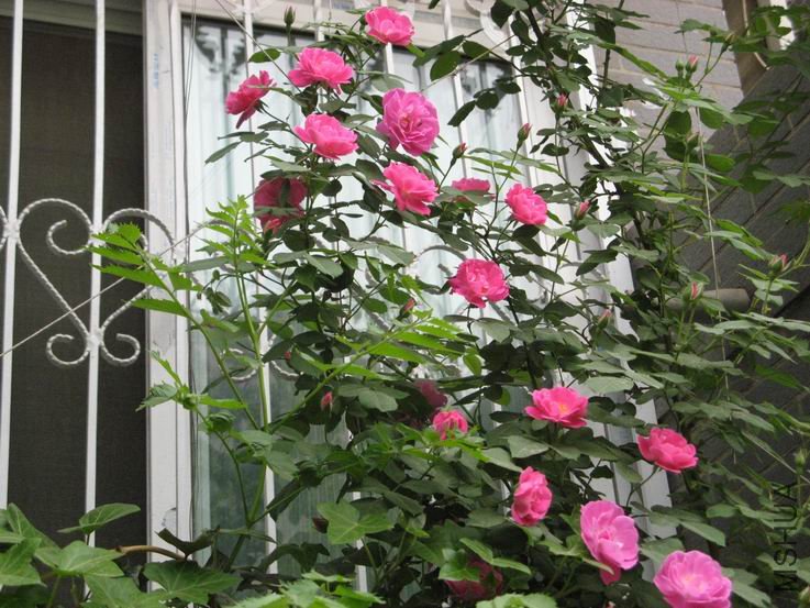 ������С IMG_5354.JPG