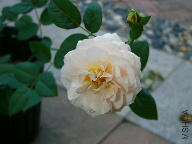 P1050279.JPG