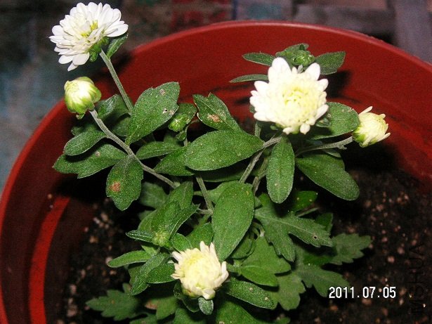 PICT0078.JPG
