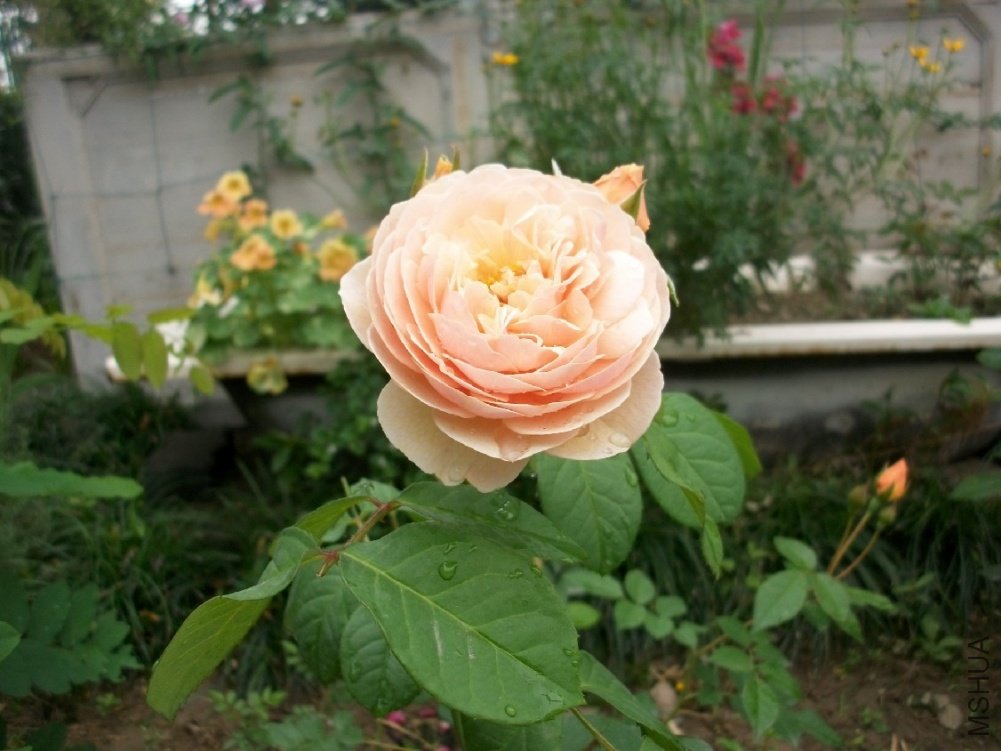 BigBull_ALIM1855.JPG