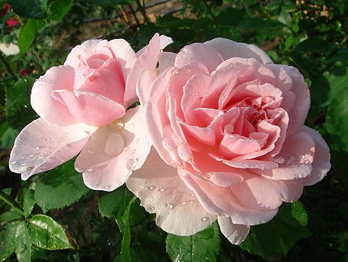 Kathryn Morley  ��ɪ��Ī��2.jpg