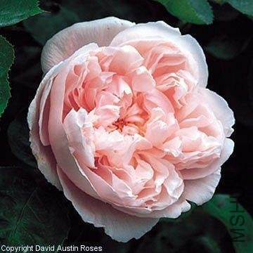 Kathryn Morley  ��ɪ��Ī��1.jpg