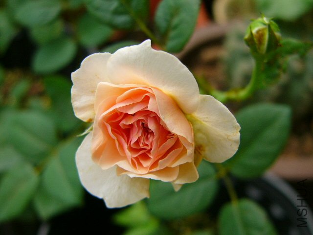 P1050275.JPG