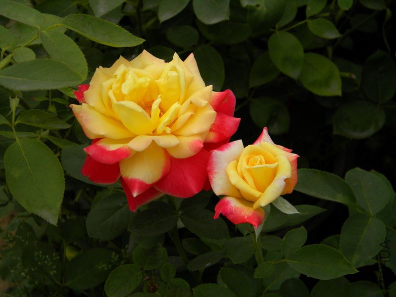 DSCN2746.JPG