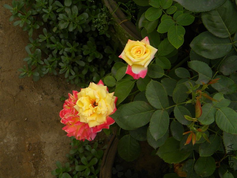 DSCN2745.JPG