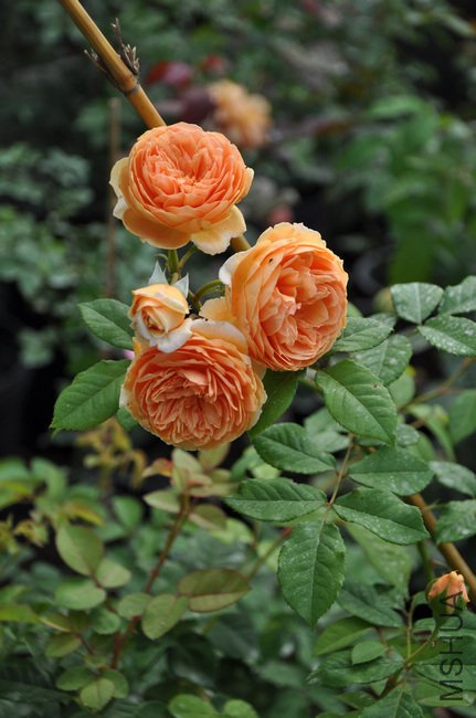 2011.7.5 041����.jpg