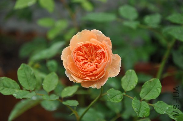 2011.6.27 003����.jpg