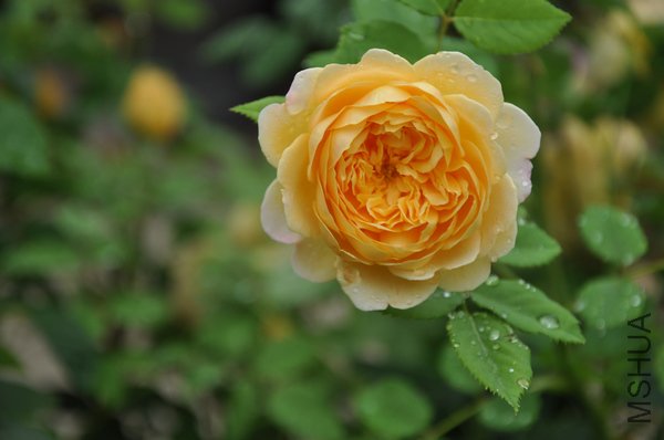 2011.6.27 002�ƽ����.jpg