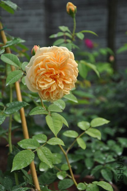 2011.7.5 040��Ц.jpg