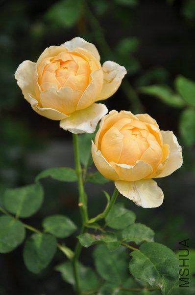 2011.6.25 005������.jpg