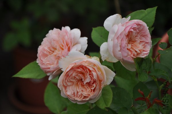 2011.6.26 004������.jpg