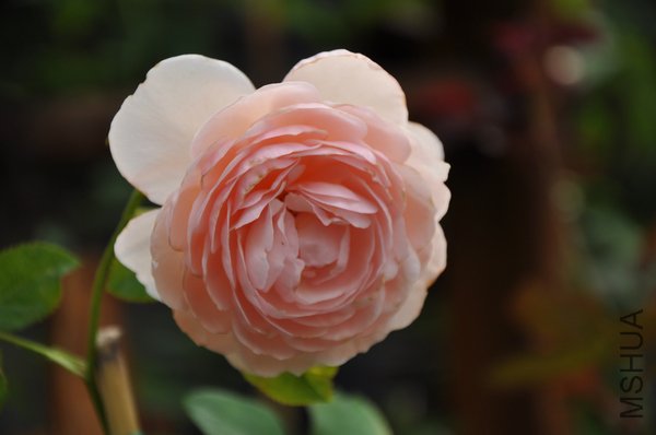 2011.6.25 004�Ų�.jpg