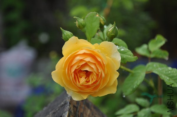 2011.6.27 004����˹.jpg