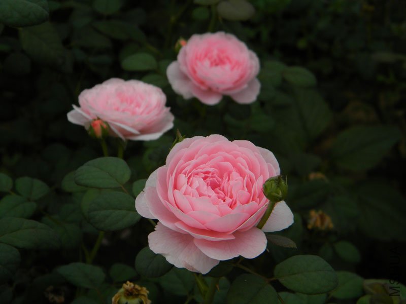 DSCN2842.jpg