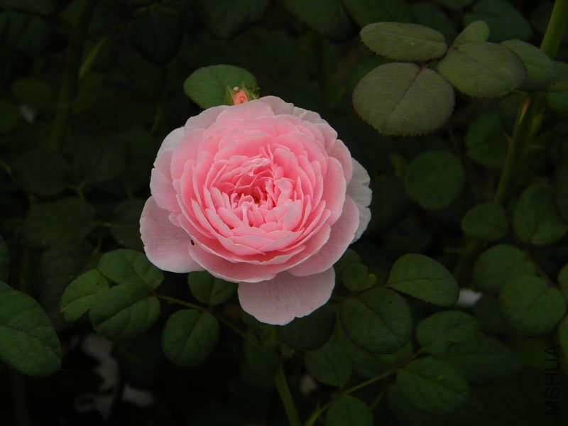DSCN2841.jpg