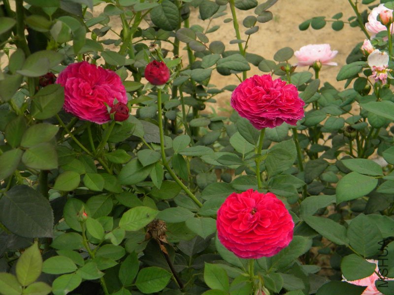 DSCN2849.jpg