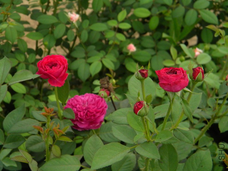DSCN2850.jpg