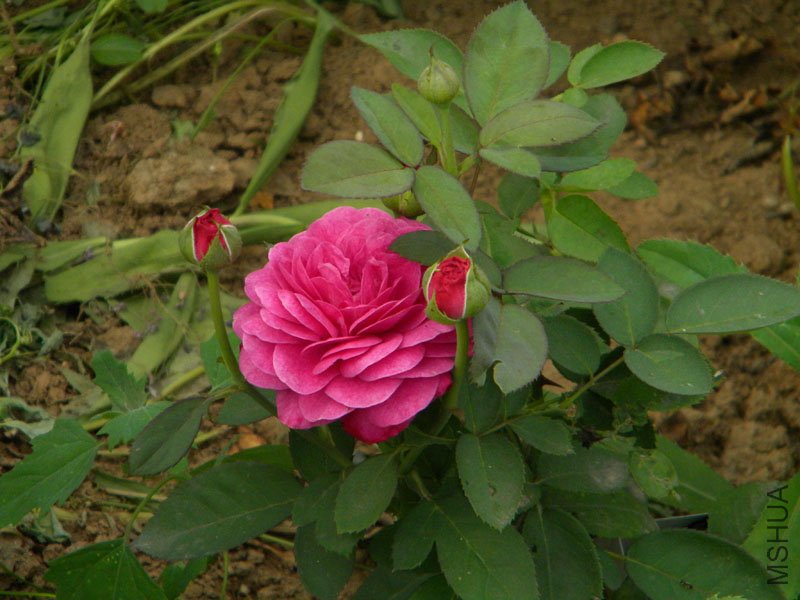 DSCN2853.jpg