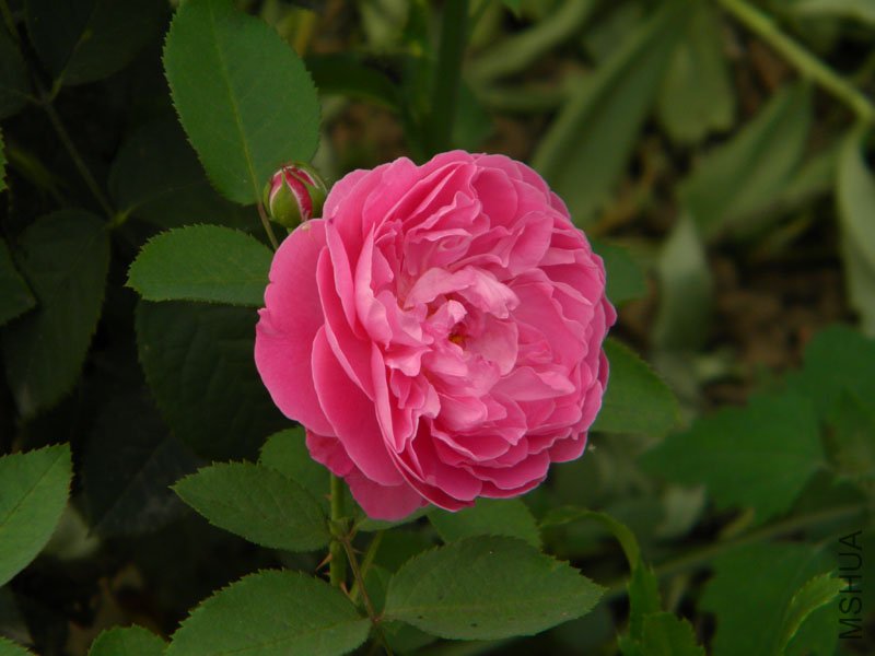 DSCN2854.jpg