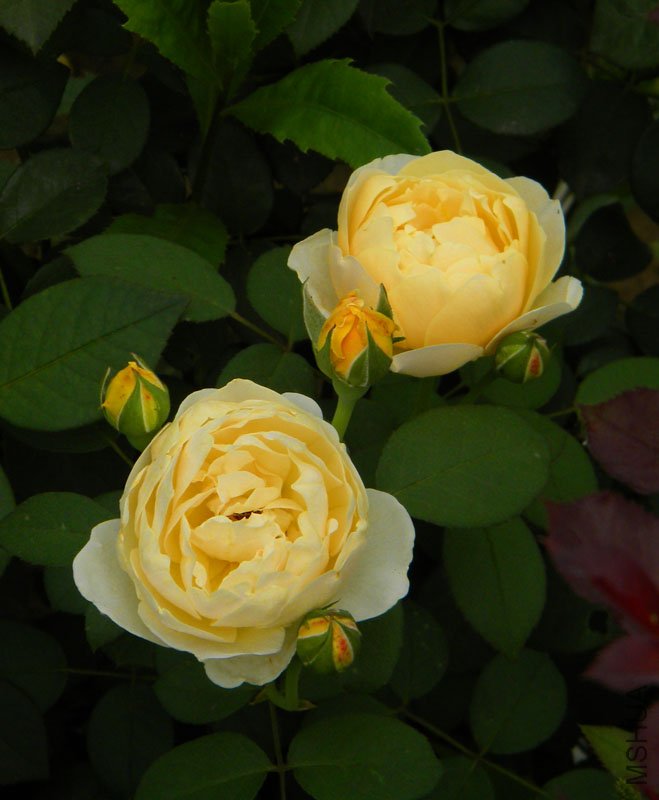 DSCN2855.jpg