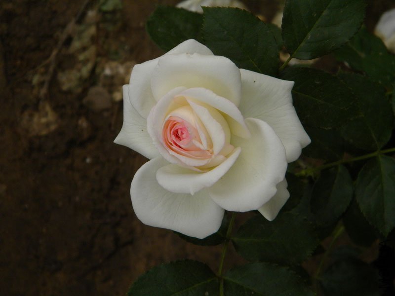 DSCN2338.jpg