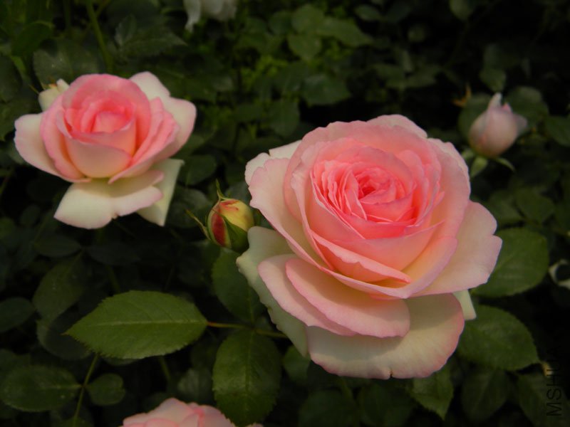 DSCN2305.jpg