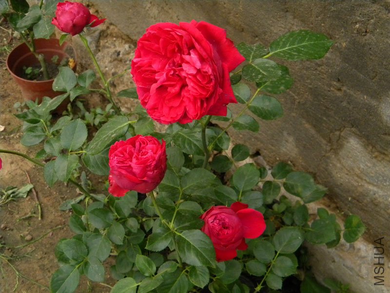 DSCN2377.jpg