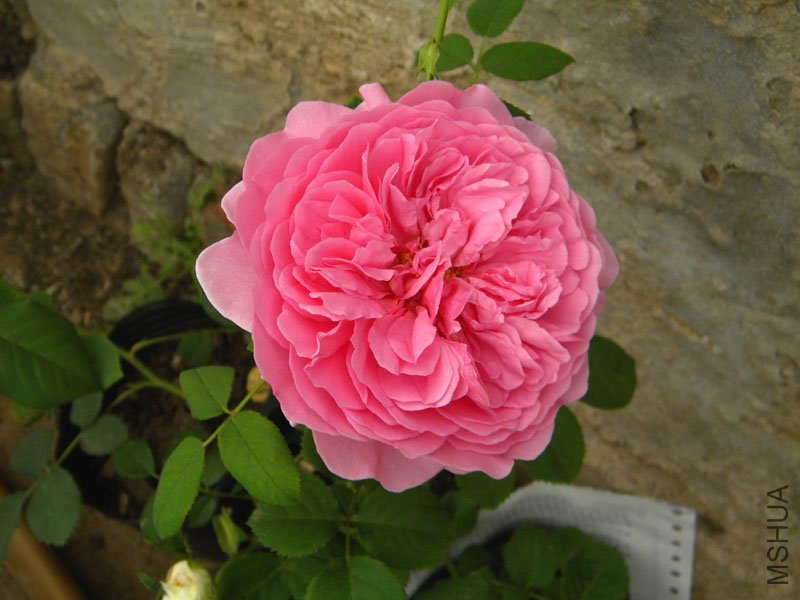 DSCN2327.jpg