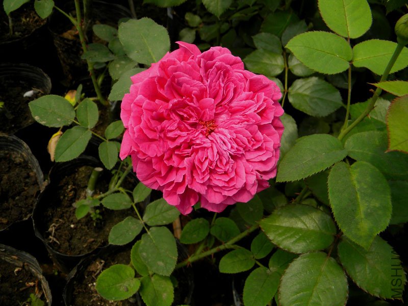 DSCN2266.jpg