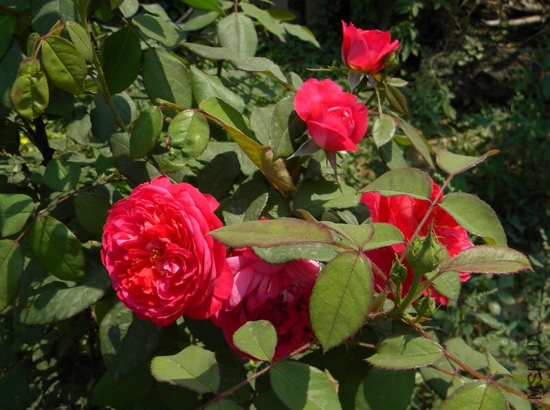 DSCN2412.jpg