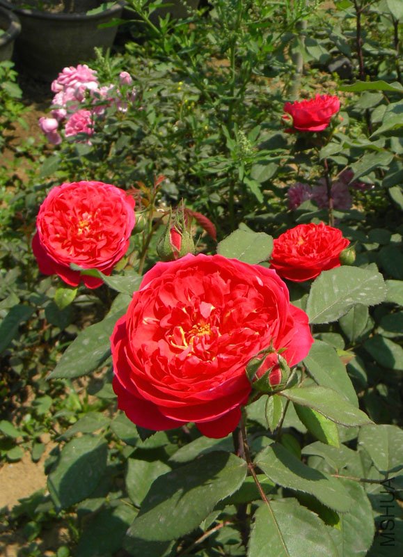 DSCN2410.jpg