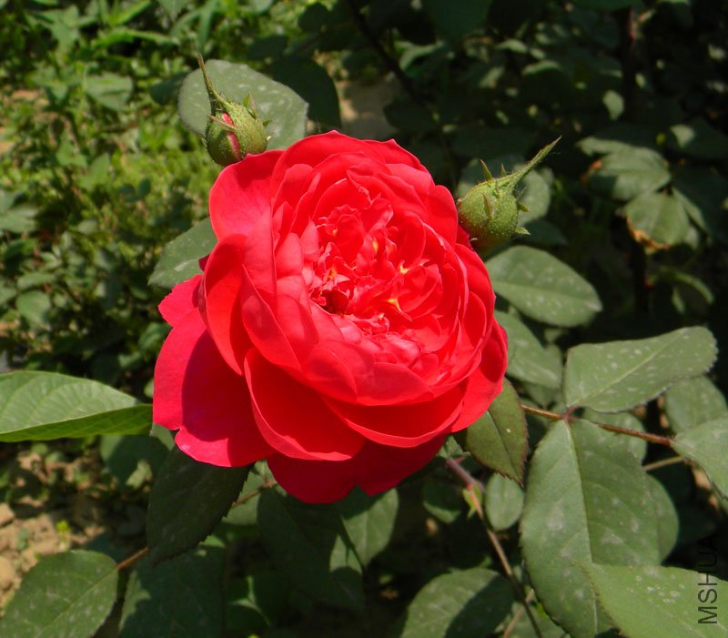 DSCN2413.jpg
