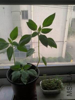 ͽ�������տ���̫�����Աȴ�С