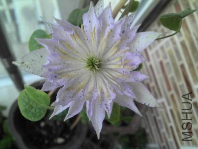 ����������С��