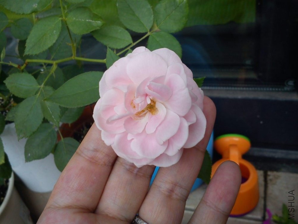 DSC00356.jpg