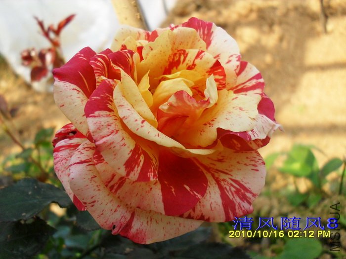 �������׵���˹�� (Alfred sisley) (2).jpg