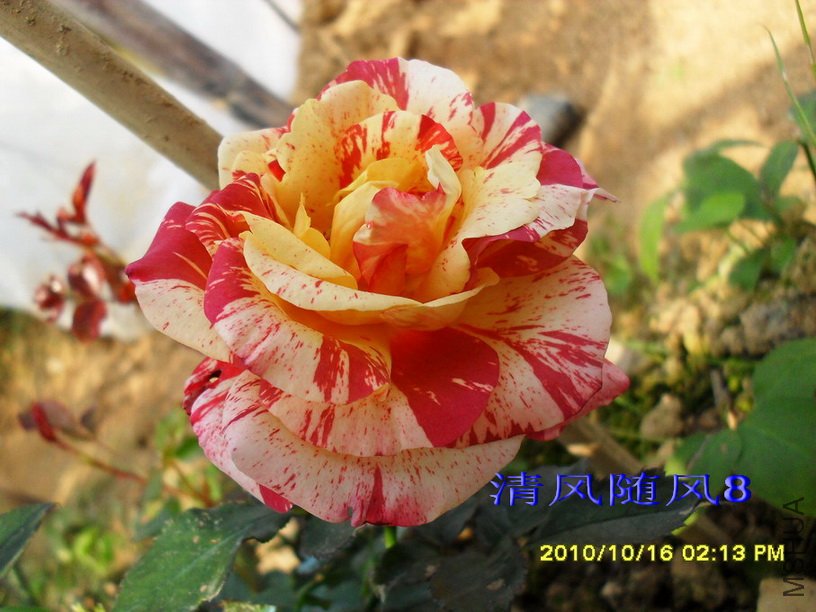 �������׵���˹�� (Alfred sisley) (1).jpg