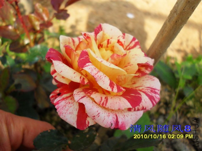 �������׵���˹�� (Alfred sisley) (4).jpg