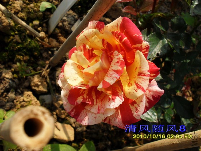 �������׵���˹�� (Alfred sisley)3.jpg