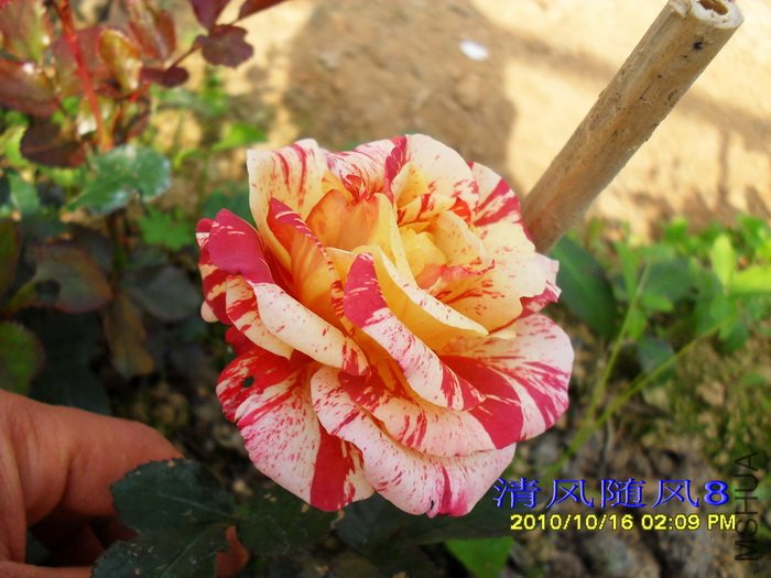 �������׵���˹�� (Alfred sisley)4.jpg