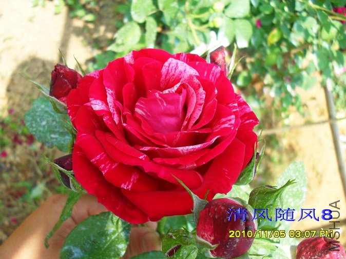 �������˹ (Heri matisse) (5).jpg