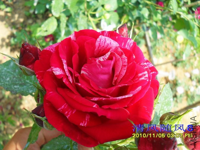 �������˹ (Heri matisse) (4).jpg