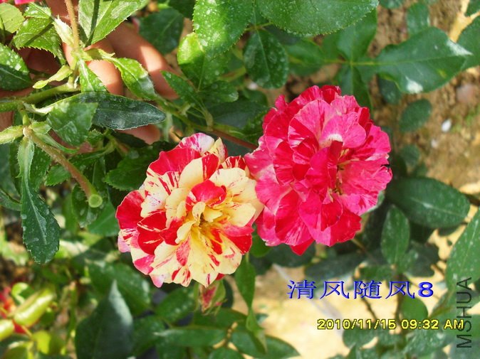 ���׶���ɯ��Camille pissarro delstricol (4).jpg