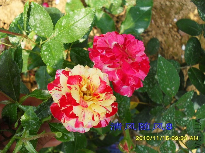 ���׶���ɯ��Camille pissarro delstricol (5).jpg